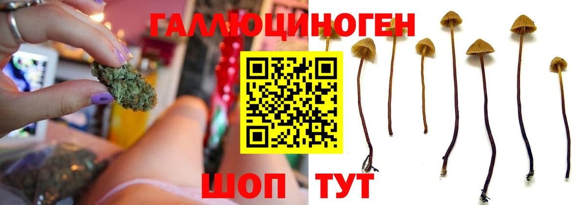 Галлюциногенные грибы Psilocybe  даркнет сайт  Егорьевск  Вход с VPN 